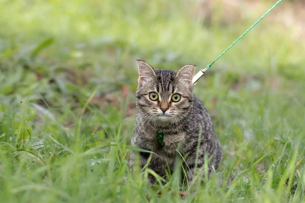 Cat Harness Striped Cat Large Yellow Eyes Harness Walks Park — Stock Photo, Image