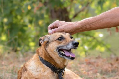 Köpek ve insan. Bir adamın eli bir köpeği okşuyor. Evcil hayvan ve arkadaşlık kavramı.