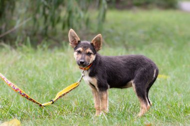 Tasmalı şirin siyah köpek yavrusu. Hayvan barınağından küçük bir köpek yavrusu tasmayla yürümeyi öğreniyor..