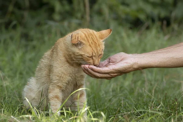 Portrait of a homeless red cat.A man feeds cat food in the park to a street cat with a damaged ear.The problem of homeless animals in the city.