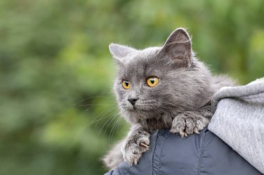 Büyük sarı gözlü bir kedinin portresi. Sokakta bir adamın omzunda gri tüylü bir kedi oturuyor..