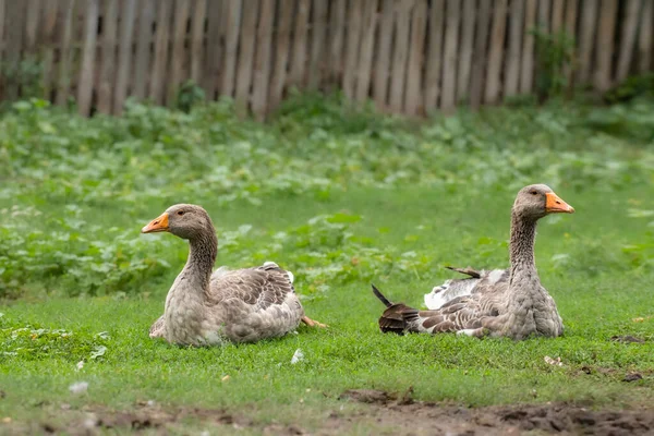 Oies Domestiques Dans Une Prairie Oies Dans Herbe Verte Oiseau — Photo