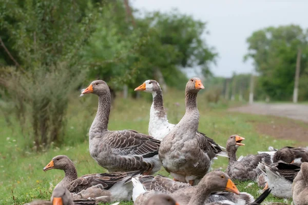 緑の芝生の上で田舎の散歩の牧草地で灰色の美しいガチョウ 家畜農場の鳥 動物飼育 — ストック写真