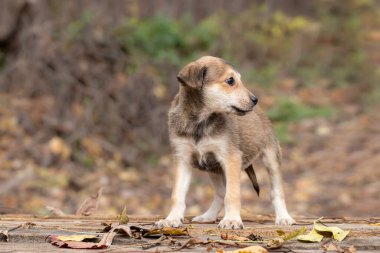 Sonbahar izinleri olan bir köpek yavrusu. Sonbahar parkında yaprakları kuru, ahşap bir bankta duran sevimli bir köpek yavrusu..