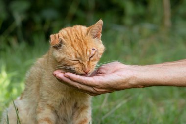 Feeding a stray cat on the street.The concept of saving and helping homeless animals.