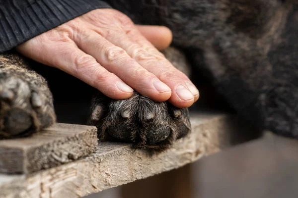 Friendship between human and dog.Man holding dogs paw.