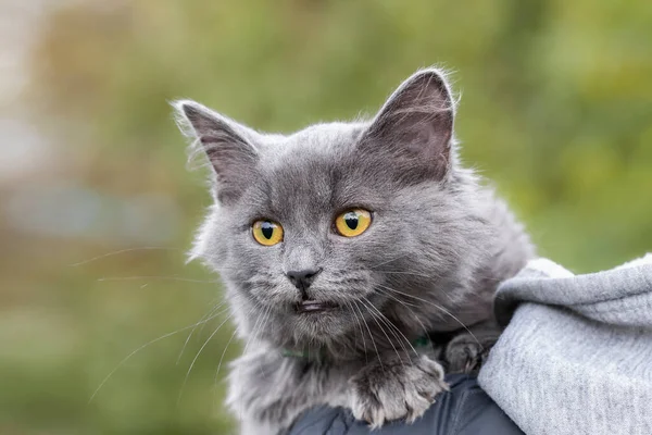 Cat with long whiskers.A man holds on his shoulder a cute gray cat with a long mustache and yellow big eyes.