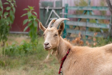Goat portrait.A beige goat with large horns on a natural background.