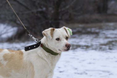 Dog in a shelter for homeless animals.A stray dog with a clip in his ear walks in the park with a volunteer.