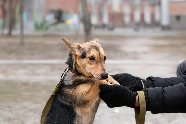 Portrait of a frightened dog.A volunteer teaches a frightened puppy to walk on the street.Adaptation and socialization of stray dogs in a shelter.