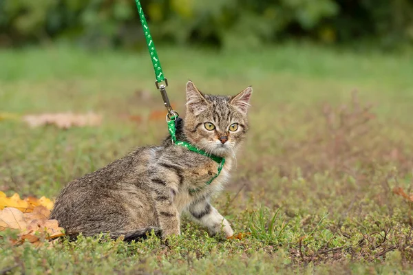 A walk with a cat on a leash.A cute striped kitten in a harness walks in the park.