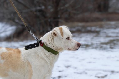 Yürüyüşe çıkmış başıboş bir köpek. Şirin bir köpek kışın parkta bir gönüllüyle yürüyor. Evsiz hayvanlara yardım etme kavramı..