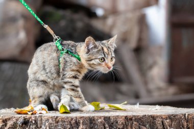 Sığınakta başıboş bir kedi. Koşumlu korkmuş şirin bir kedi sokakta yürüyor. Evsiz hayvanlara yardım ve sosyalleşme..