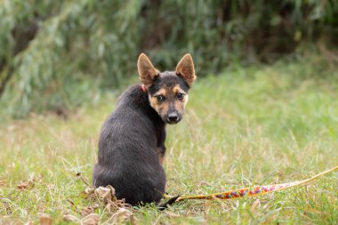 Sokakta başıboş bir köpek yavrusu. Hayvan barınağından korkmuş küçük bir köpek yavrusu tasmayla yürümeyi öğreniyor. Gönüllü olma ve hayvan barınakları kavramı..