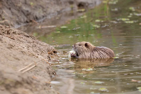 Nutria şehir nehrinde. Nutria pençelerinde lahana tutuyor ve onu yiyor. Yerel halk genellikle yabani coypu 'yu sebze ve ekmekle besler..