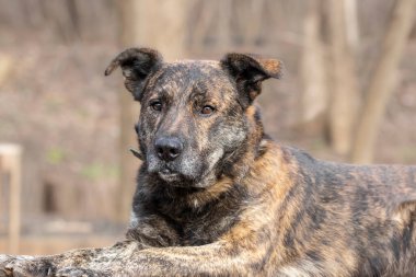 Büyük köpek portresi. Ciddi ve kararlı bir ifadeyle, koruyucu içgüdüsünü gösteren bir köpek..