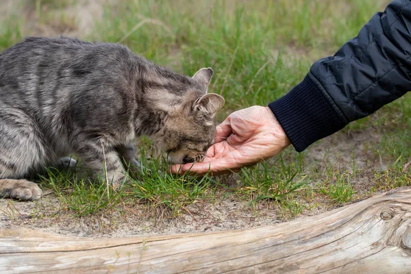Man Hand Feeds Stray Cat Park Concept Saving Helping Homeless — Stock Photo, Image