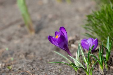 Çiçek tarhında mor çiçek. Bahçedeki ilk bahar çiçeği. Uyanış..