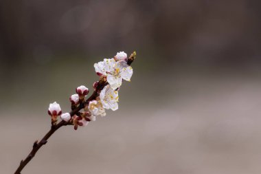 Kayısı dalı. İlkbaharda meyve ağaçları çiçek açar. Beyaz çiçekli çiçek dalları. Doğa, ekolojik olarak temiz dünya.