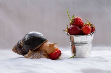 Dev salyangoz hayvanı. Afrikalı salyangoz achatina olgun çilek yer..