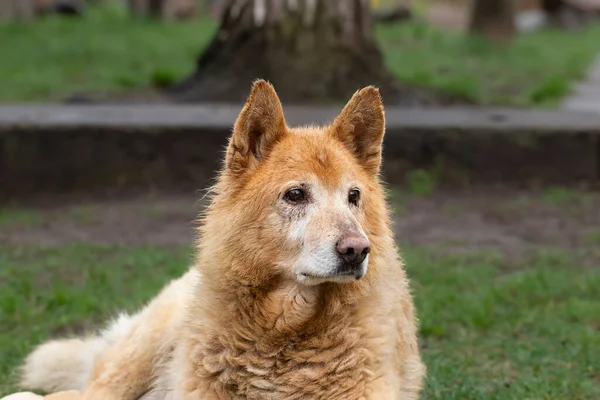 Portrait of an old dog.An old red dog lying on the grass in the yard.The concept of life of elderly pets.