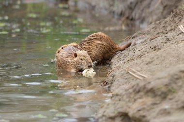 Vahşi doğada Nutria. Sudaki genç besleyici ot yer. Doğal yaşam alanında Nutria yaşamı..