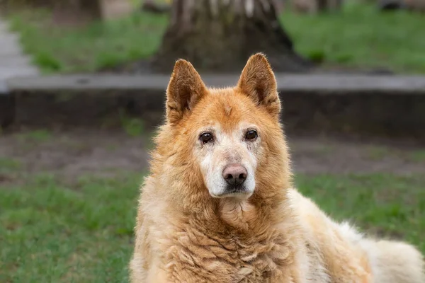 Stock image Red dog.Portrait of a big sad dog.Red dog lies on the green lawn near the house.