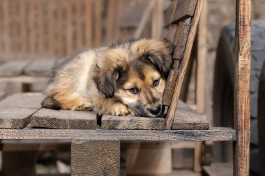 Dışarıdaki küçük sokak köpeğinin portresi. Terk edilmiş hayvanlara bakmak, başıboş köpekleri korumak..
