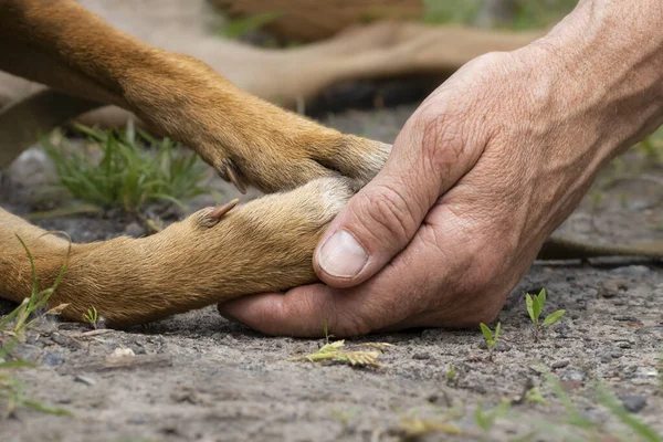 Dog paws and human hand close up. Concept of friendship, trust, love, help between the person and a dog.
