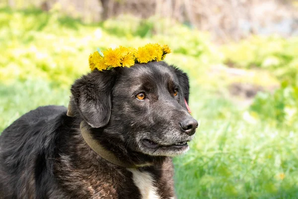 stock image Dog with dandelions.Outdoors portrait of black dog with a circlet of yellow dandelions in summer time.