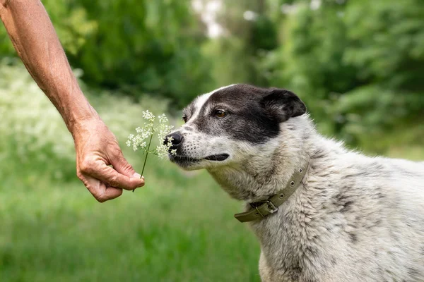 Dog and flowers.Cute dog sniffing flowers in a man's hand.Dog on a summer walk.