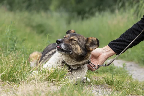 stock image Happy dog for a walk. A man caresses a dog on the head, the dog closed his eyes with pleasure.Pet love theme.