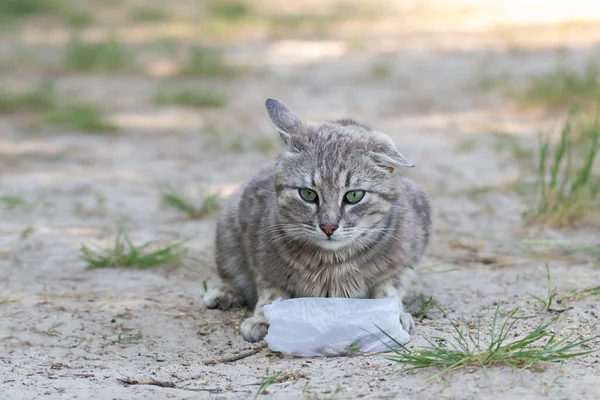 Homeless Cat Feeding Street Hungry Cat Broken Ear Eats Cat — Stock Photo, Image