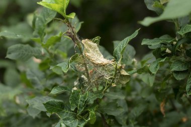 Ağaç dallarındaki örümcek ağları. Parazitler bitkisel yeşilliği, yeşilliği silip süpürürler. Bahçe işleri, doğayı kurtarma, bahçe ve parklarda haşere kontrolü..