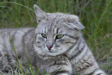 Evsiz kedi. Başıboş bir tekir kedi parktaki yeşil çimlerde yatıyor. Sokaktaki başıboş hayvanların hayatı..