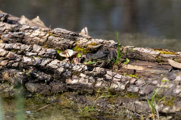 Katak Biasa Wild Katak Hijau Beristirahat Pada Log Kolam Berjemur — Stok Foto