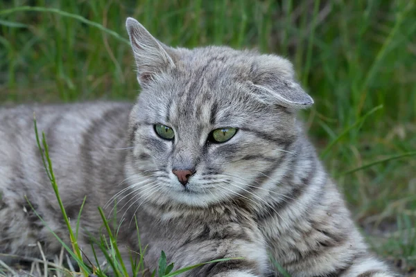 Homeless Cat Stray Tabby Cat Lies Green Grass Park Life — Stock Photo, Image