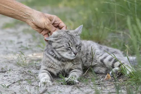 Eine Streunende Katze Auf Der Straße Die Hand Eines Mannes — Stockfoto