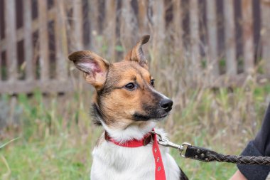 Yürüyüşe çıkmış bir köpek. Barınaktan bir gönüllü evsiz hayvanlar için tasmalı bir köpek yavrusunu gezdiriyor. Evsiz hayvanlara yardım etme kavramı..