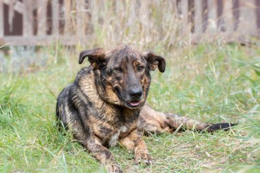 Otların içindeki köpek. Parkta yürümek için yeşil çimlerin üzerinde uzanan sevimli köpek. Köpekle birlikte yürü..