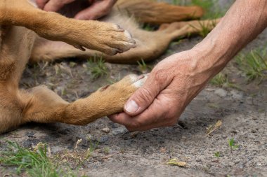 Bir köpeğin pençesi ve bir adamın eli. Bir köpek bir adama pençe verir. Bir adamla bir köpek arasındaki dostluk ve güven kavramı..