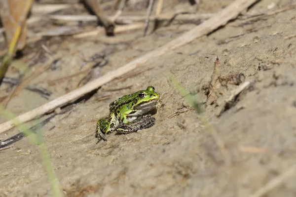Common green frog.The frog is basking on the warm sand on the shore of the lake.