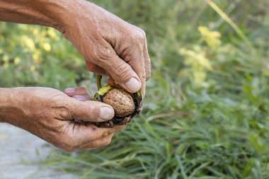 Bir adam elinde koca bir ceviz tutar. Hasat. Sağlıklı organik gıda konsepti..