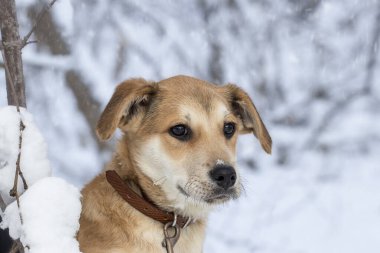 Bir köpek yavrusunun kış portresi. Kış arkaplanındaki karda bej renkli şirin bir köpek yavrusu. Bir köpekle kış yürüyüşü teması..