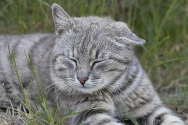 Sokakta başıboş bir kedi. Sokak kedisi yeşil çimlerde dinleniyor. Evsiz hayvanların şehrin sokaklarında hayatta kalması..