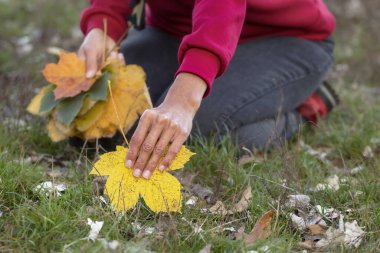 Kuru sonbahar yaprakları bir insanın ellerinde. Parkta sonbahar yürüyüşü. Sonbahar konsepti..