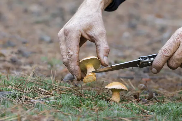 Mushroom picking season in the forest.A man cleans a mushroom from the ground.