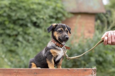 Hayvan barınağında başıboş bir köpek yavrusu. Evsiz hayvan sorunu..