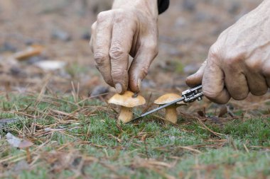 Ormanda mantar toplayan adam. Çam ormanında mantar toplayan adam. Mantar mevsimi..