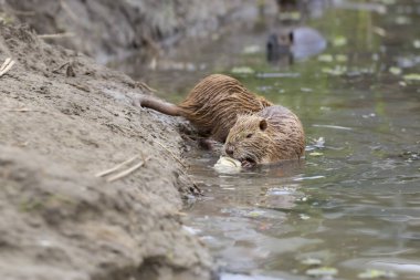 Doğal ortamlarında Nutria. Vahşi besin, kentsel bir nehrin kirli sularında yaşar. İnsan faaliyetlerinin vahşi hayvanların yaşamı üzerindeki etkisi..